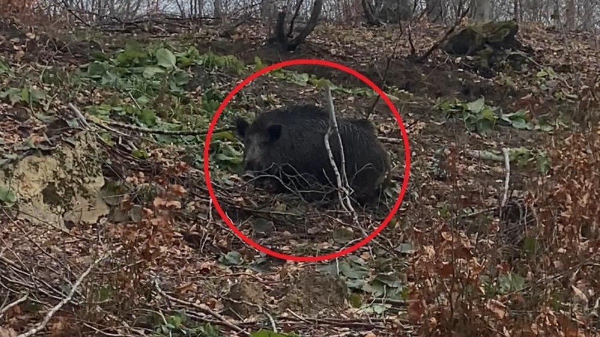 Sinop'ta domuz avında saldırı paniği