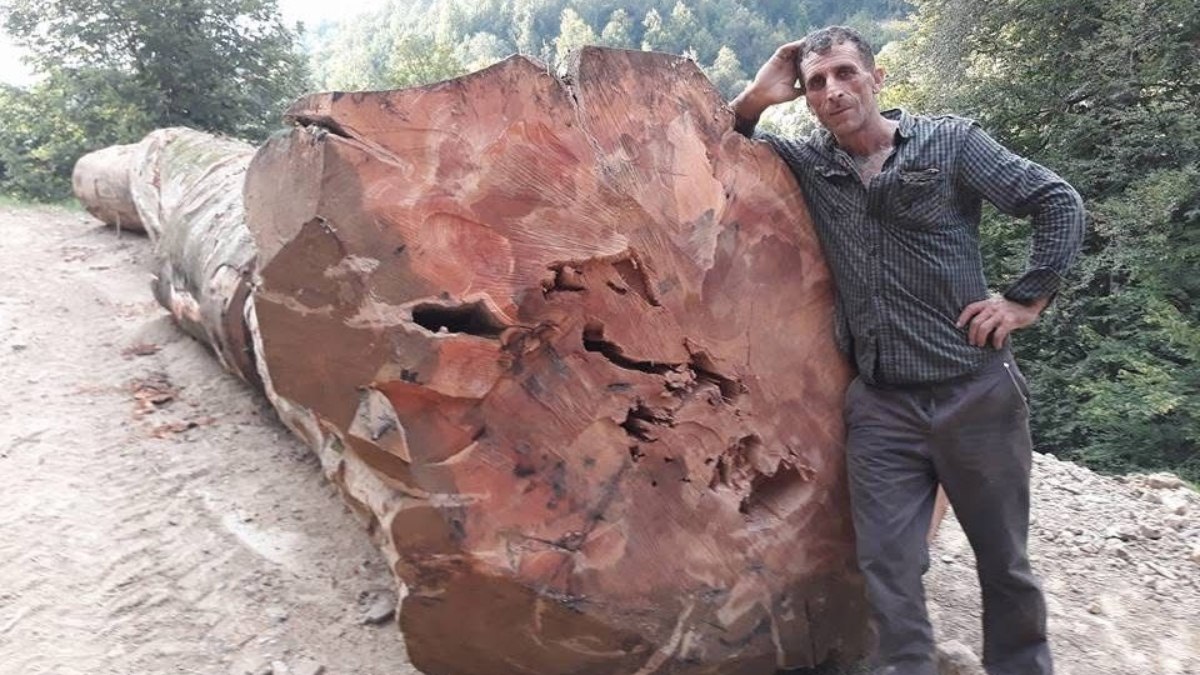 İzmir'de kestiği ağaç üzerine devrilen orman işçisi hayatını kaybetti