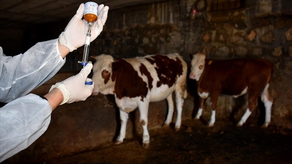 Tunceli'nin Pertek ilçesinde şap karantinası