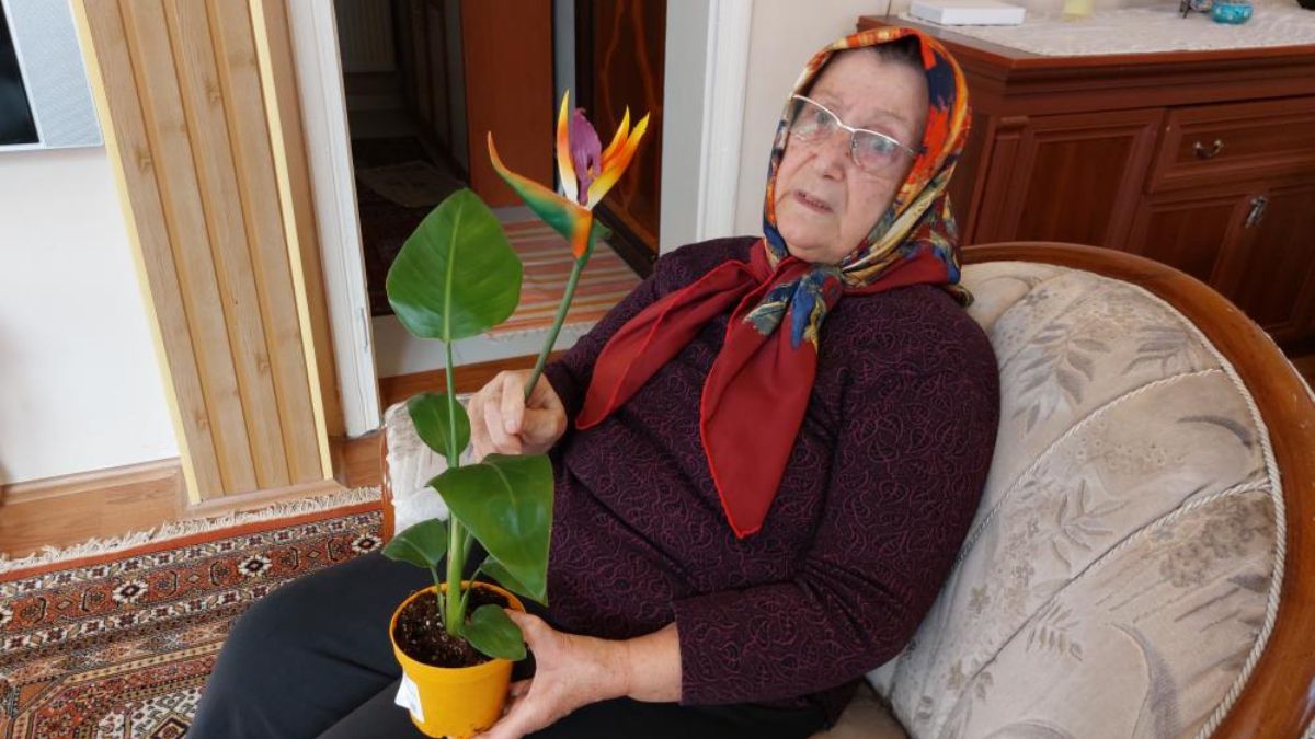 Samsun’da ‘cennet kuşu’ çiçeği plastik çıkınca savcılığa başvurdu