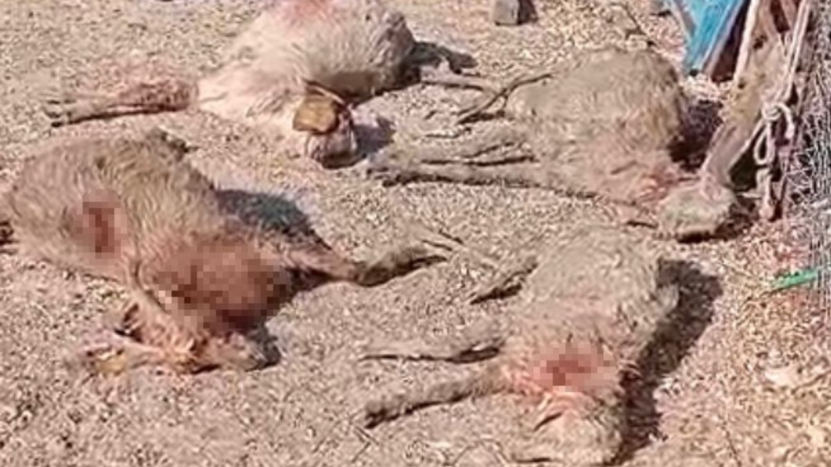 Mersin'de sokak köpeği dehşeti: Çiftçinin 26 keçisini telef etti