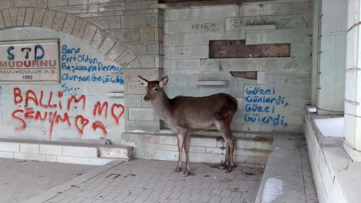 Bolu’da doğaya bırakılan karaca geri döndü