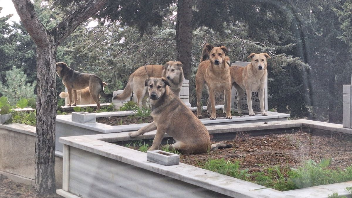 Türkiye'nin kanayan yarası: Başıboş köpekler mezarlıklarda sürü halinde geziyor