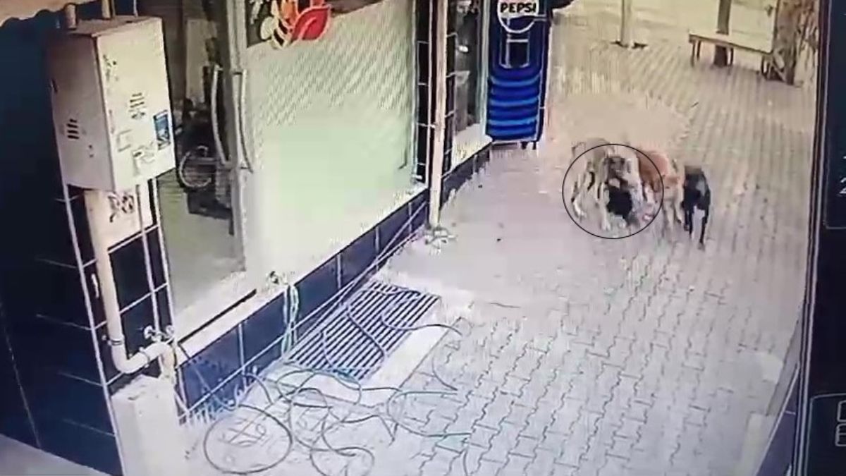 Hatay'da başıboş köpeklerin tavuğu telef ettiği anlar güvenlik kamerasında
