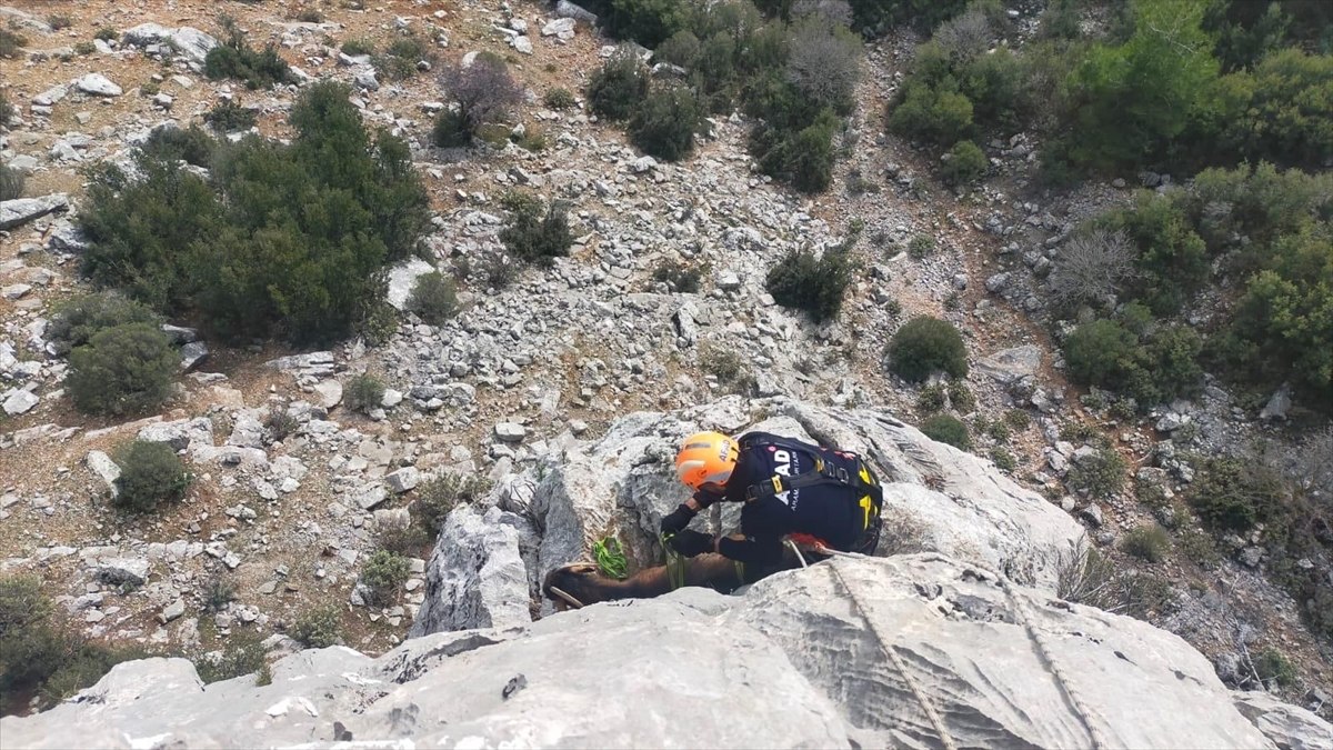 Burdur'da dağda mahsur kalan keçileri AFAD kurtardı