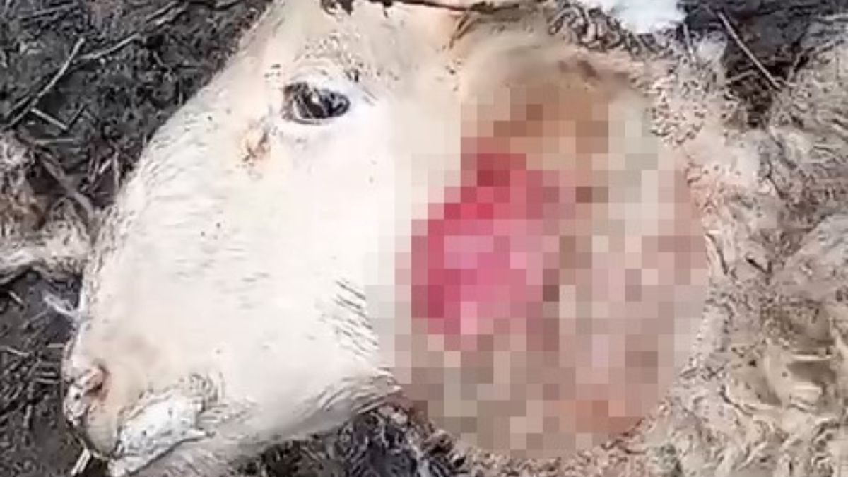 Bursa'da çiftliklere giren kurt sürüsü hayvanları telef etti