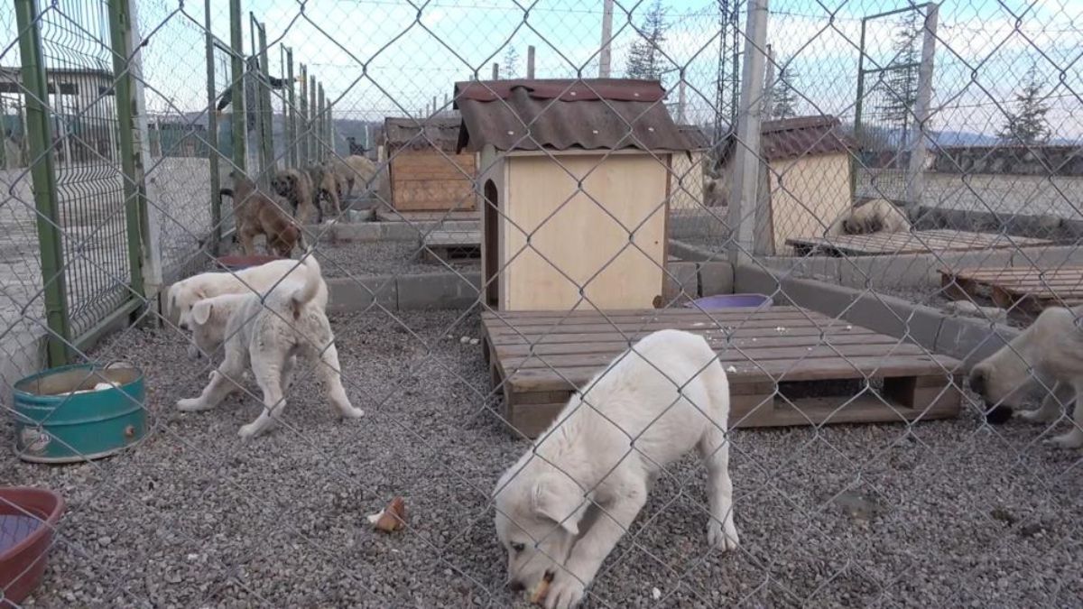 Sokak köpeklerini usulsüz sahiplendirip sokağa salanlara ceza yağdı