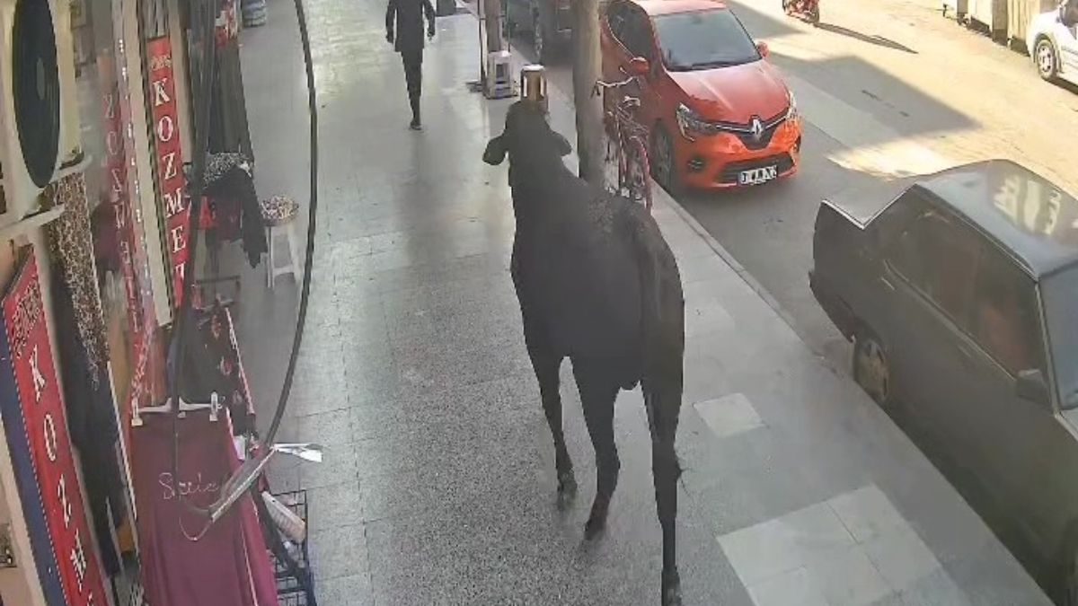 Hatay'da kaçan angus 3 saatte yakalandı