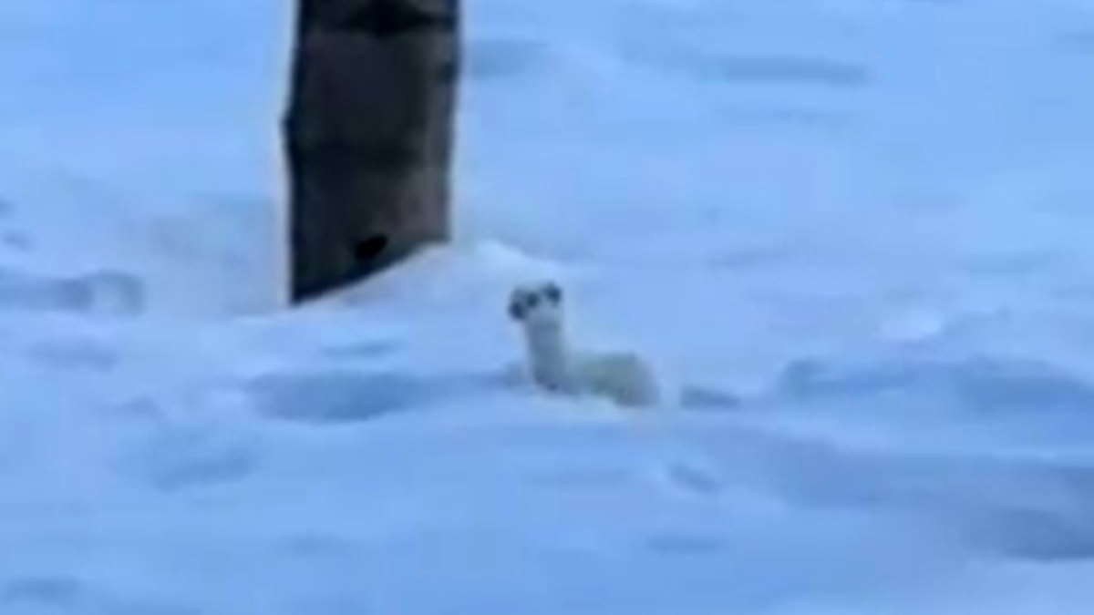 Bitlis'te beyaz gelincik görüldü