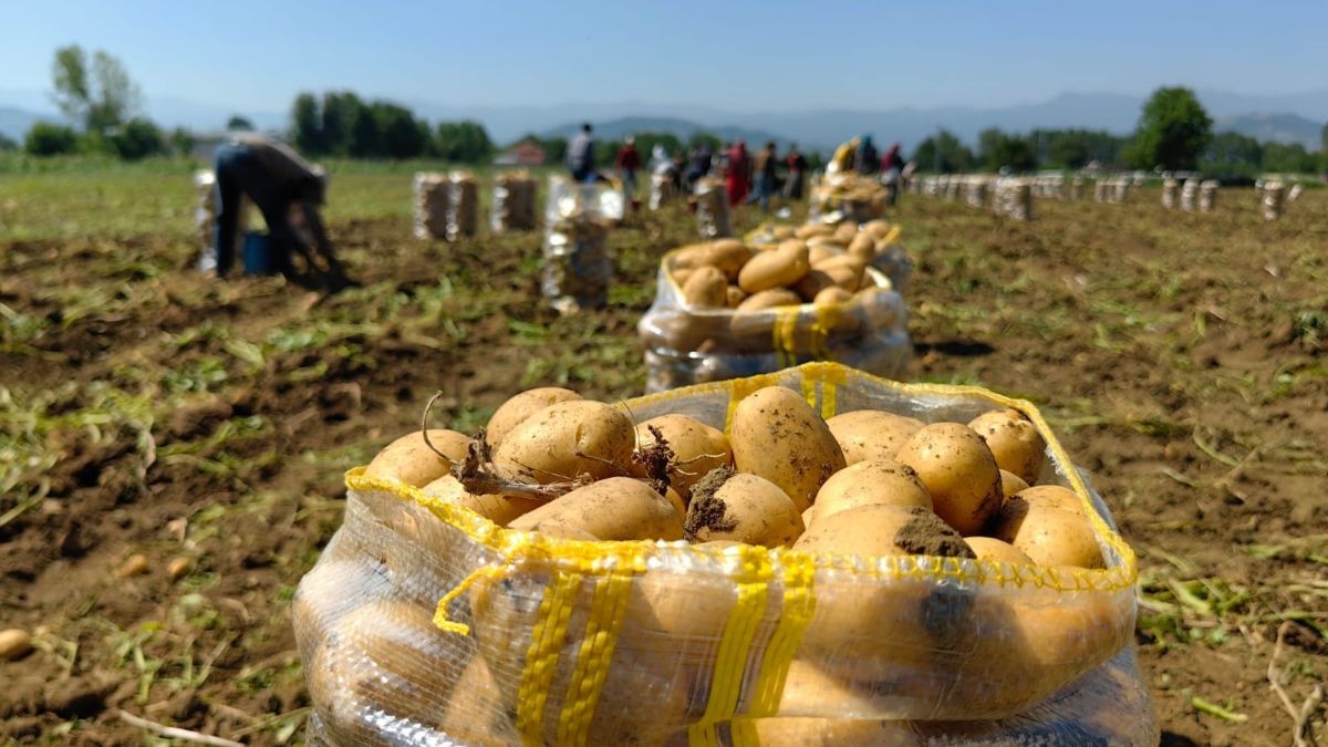 Patates ihracatı 15 kat arttı