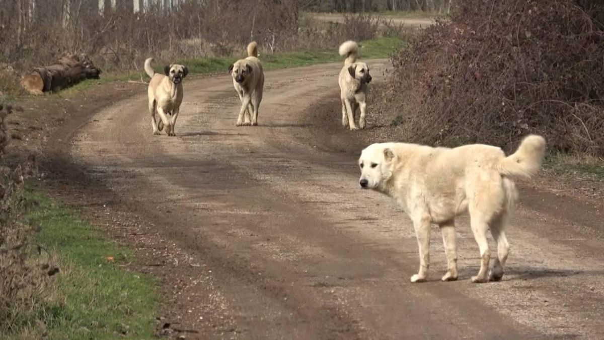 Osmaniye Belediyesi, başıboş köpeklerin toplatılması için yeni bir yöntem geliştirdi