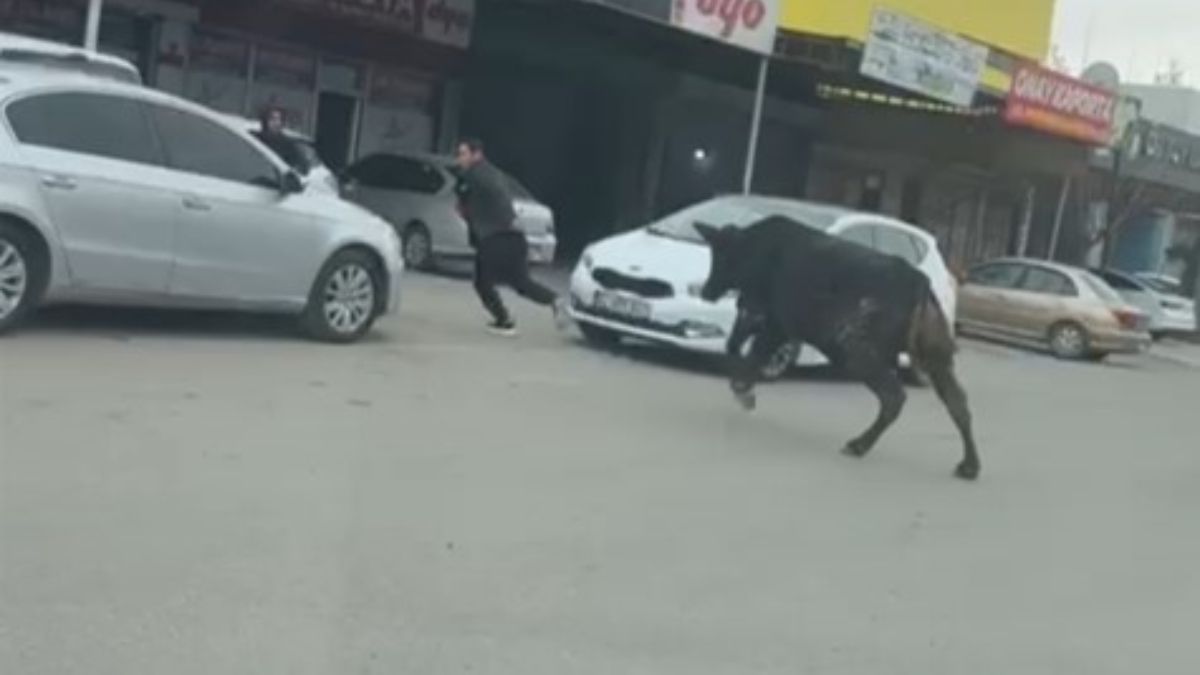 Batman’da sanayi sitesine giren boğa, vatandaşları kovaladı Batman’da sanayi sitesine giren boğa, vatandaşları kovaladı