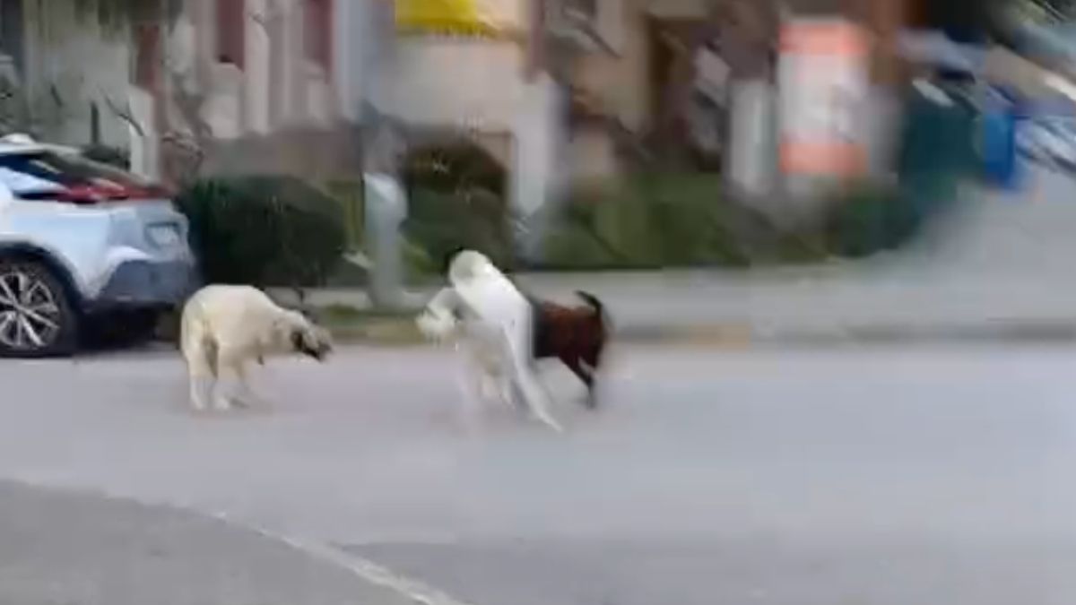 Kocaeli'de başıboş köpekler tehlike saçıyor