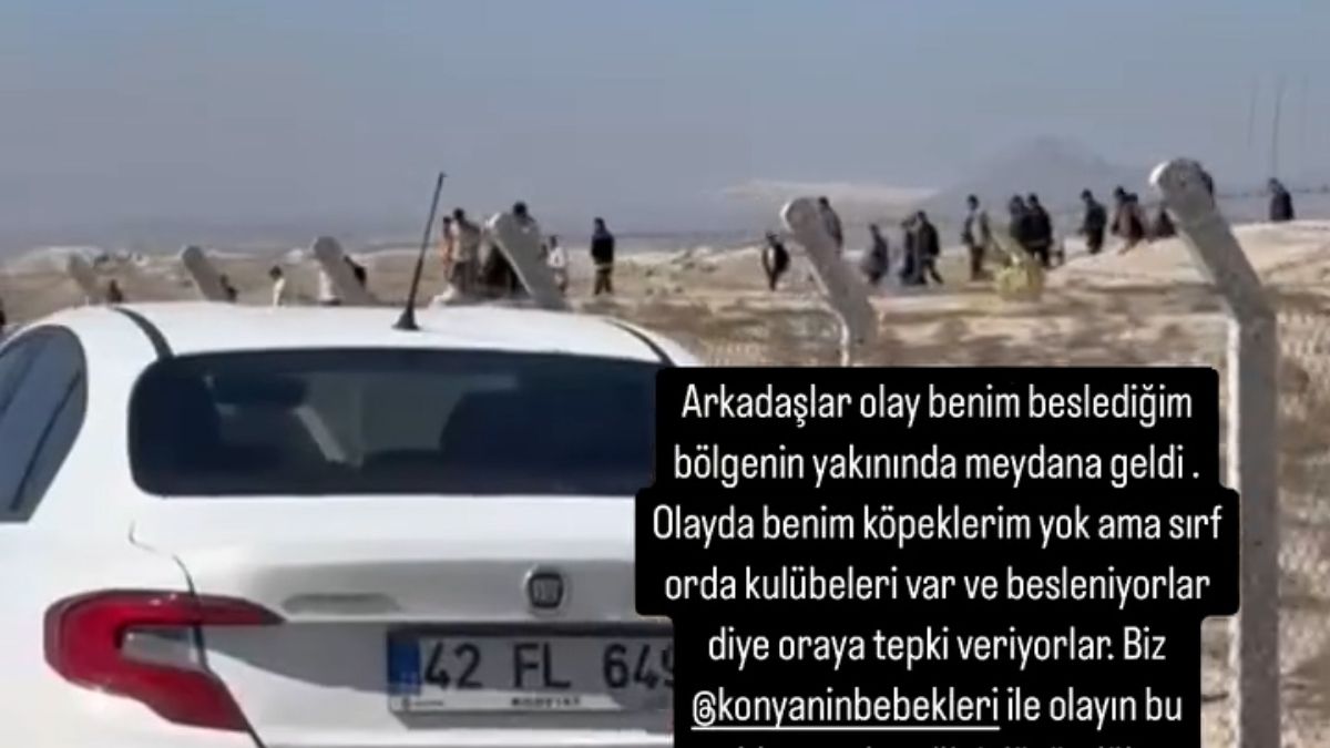 Konya'da başıboş köpekleri kaçırdılar