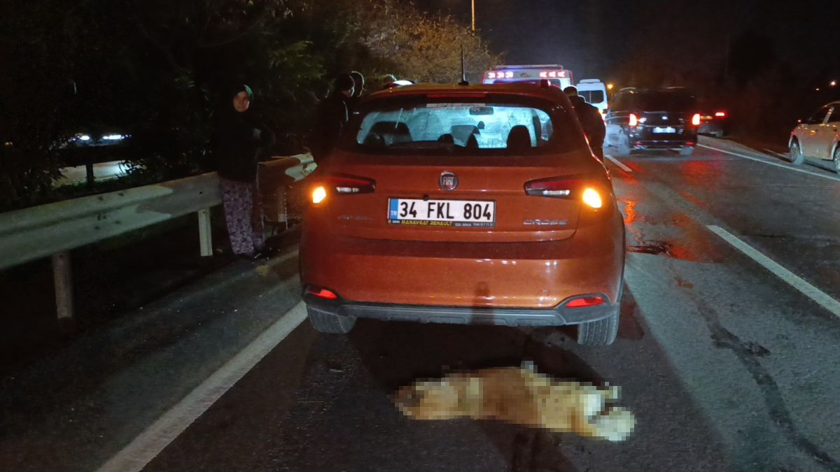 Antalya'da sürü halindeki köpekler kazalara neden oldu