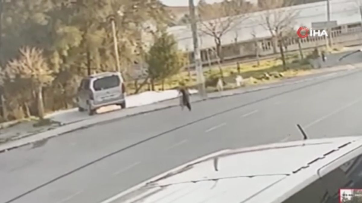 İzmir'de sokak köpekleri küçük çocuğa saldırdı
