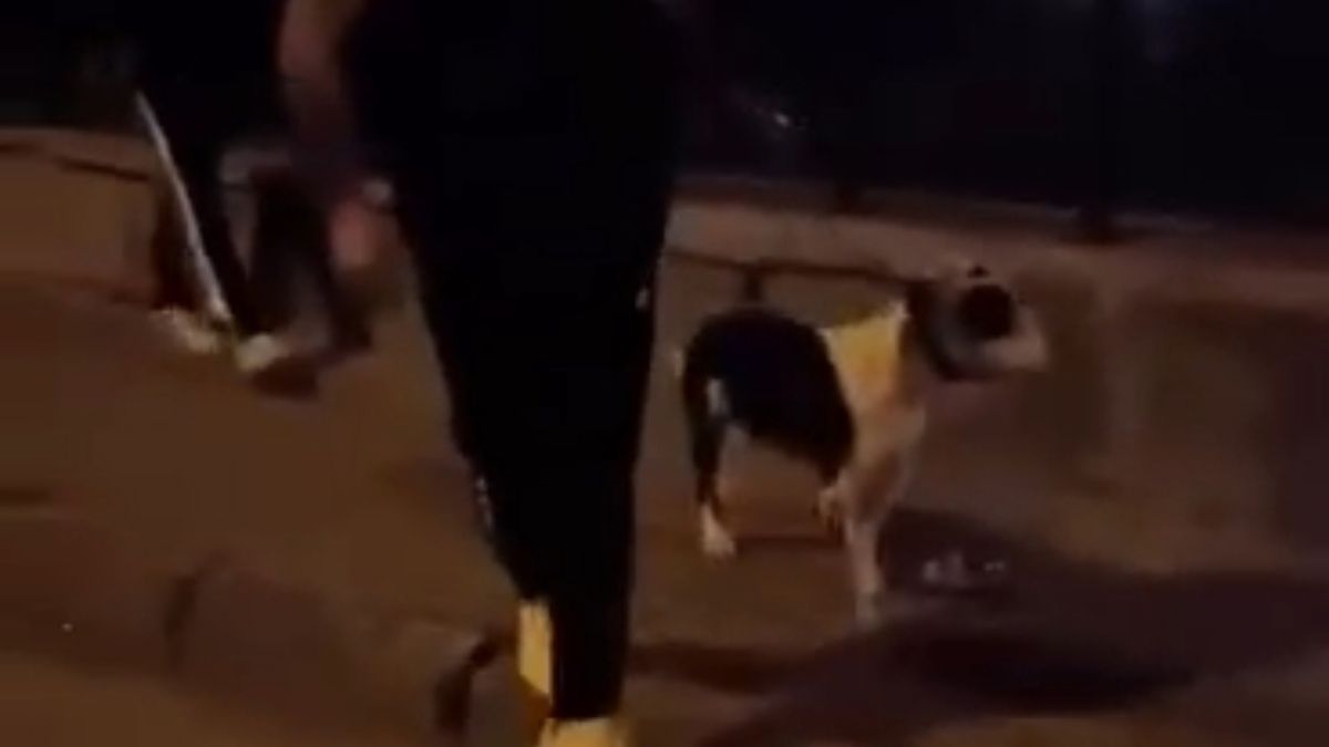 Isparta’da sokakta kediyi tekmeledi