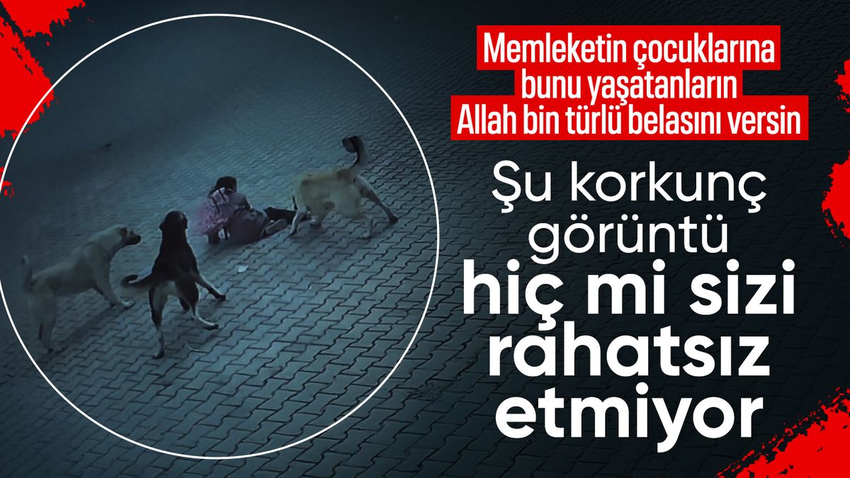 Sivas’ta 10 yaşındaki çocuğa köpekler saldırdı