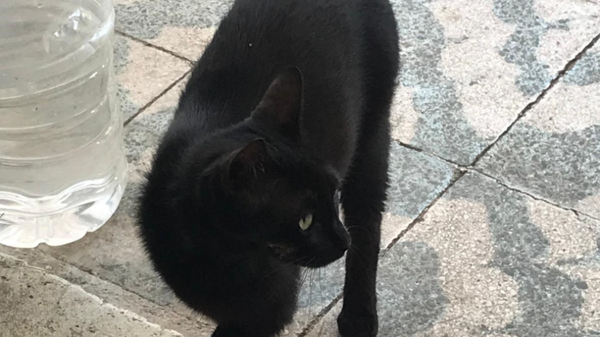 Antalya'da kedi Karam geri getirdi: Tedavi ettirmek için aldım