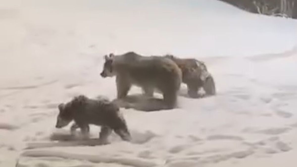 Kars'ta anne ve yavru ayılar görüntülendi
