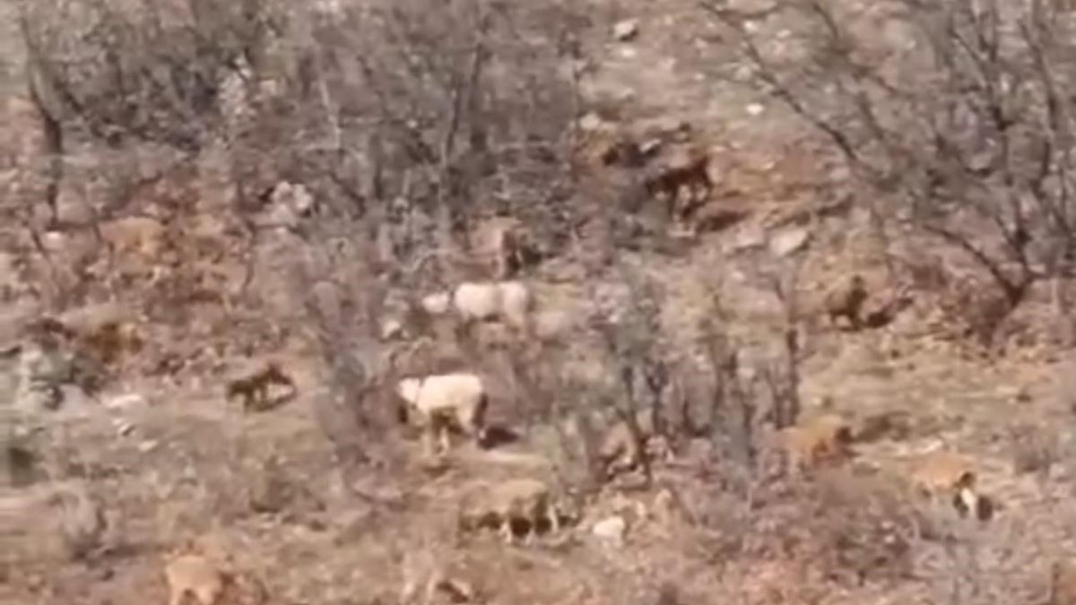 Elazığ'da görüntülendi: Avlama cezası 650 bin lira