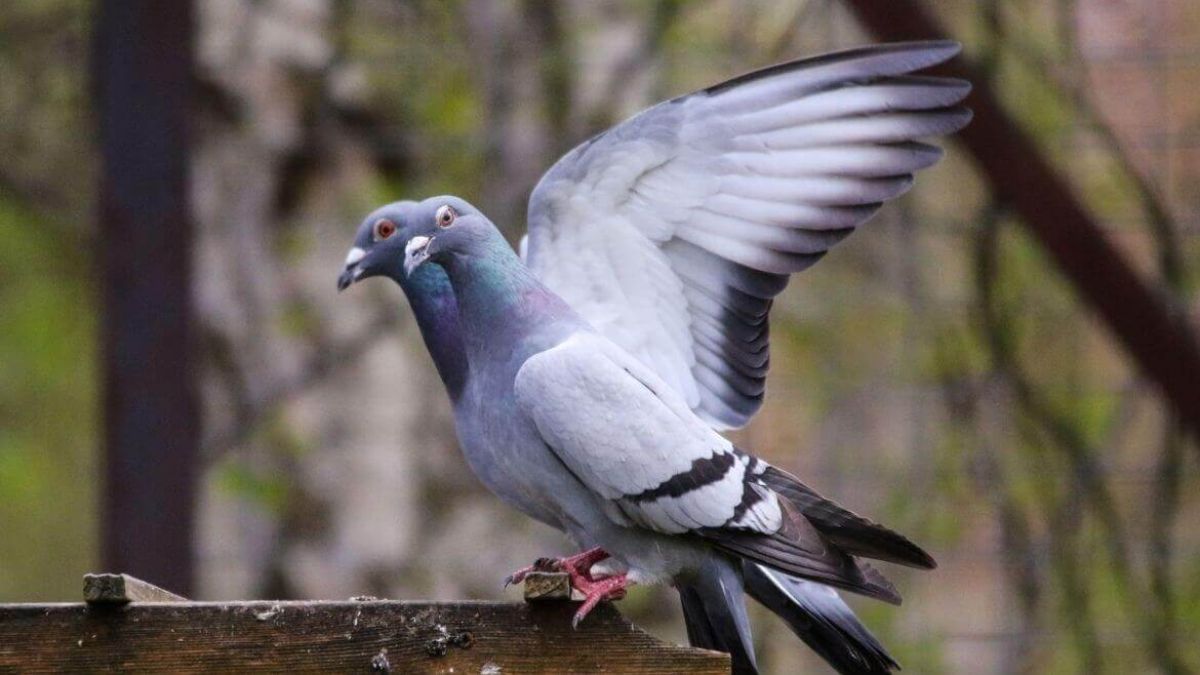 Kuşların balkona yuva yapması bakın ne anlama geliyormuş!