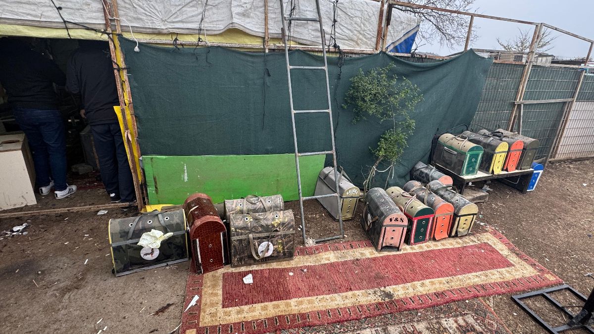 Tekirdağ'da horoz dövüşüne baskın