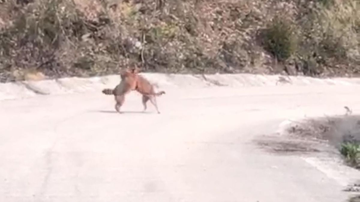 Kastamonu'da tilkilerin kavgası görüntülendi