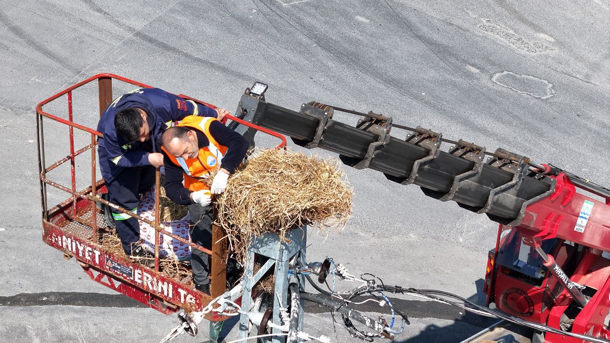 İstanbul'da leylek yuvasını kaldırtan esnafa tutanak tutuldu
