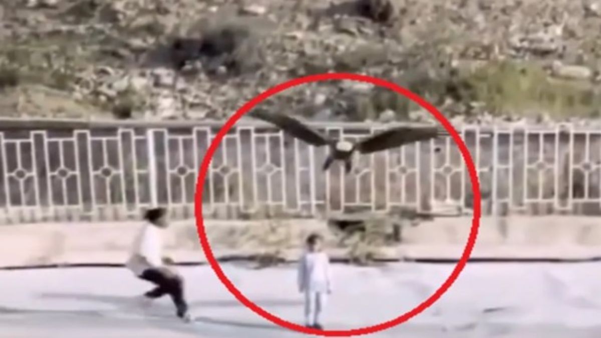 İran'da kartalın çocuğu kaçırmaya çalıştığı anlar