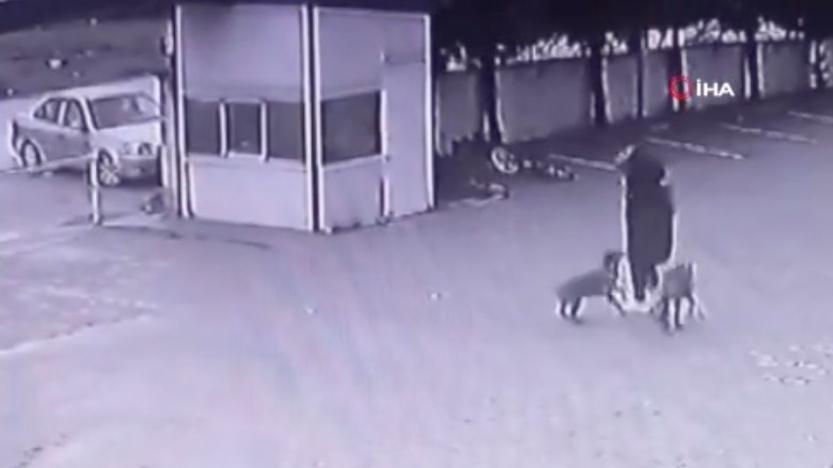 Ankara’da bir kadın köpeklerin saldırısına uğradı