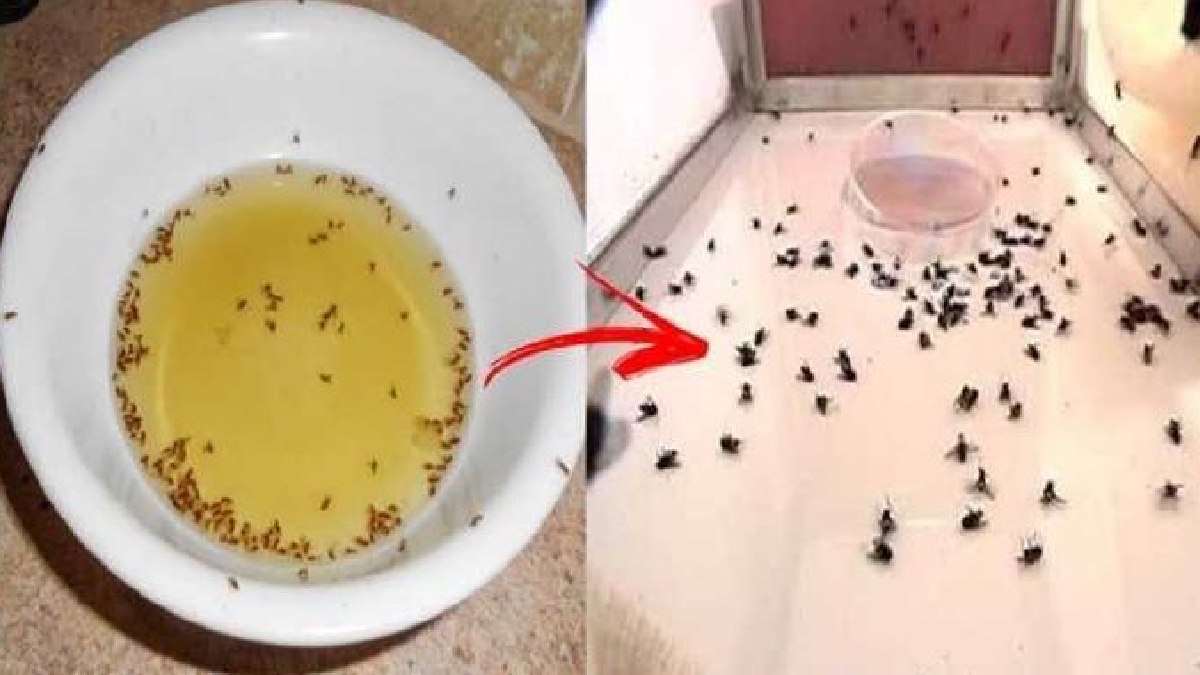Küçük sinekler bu kokuya dayanamıyor! Her odaya bir bardak koyun…