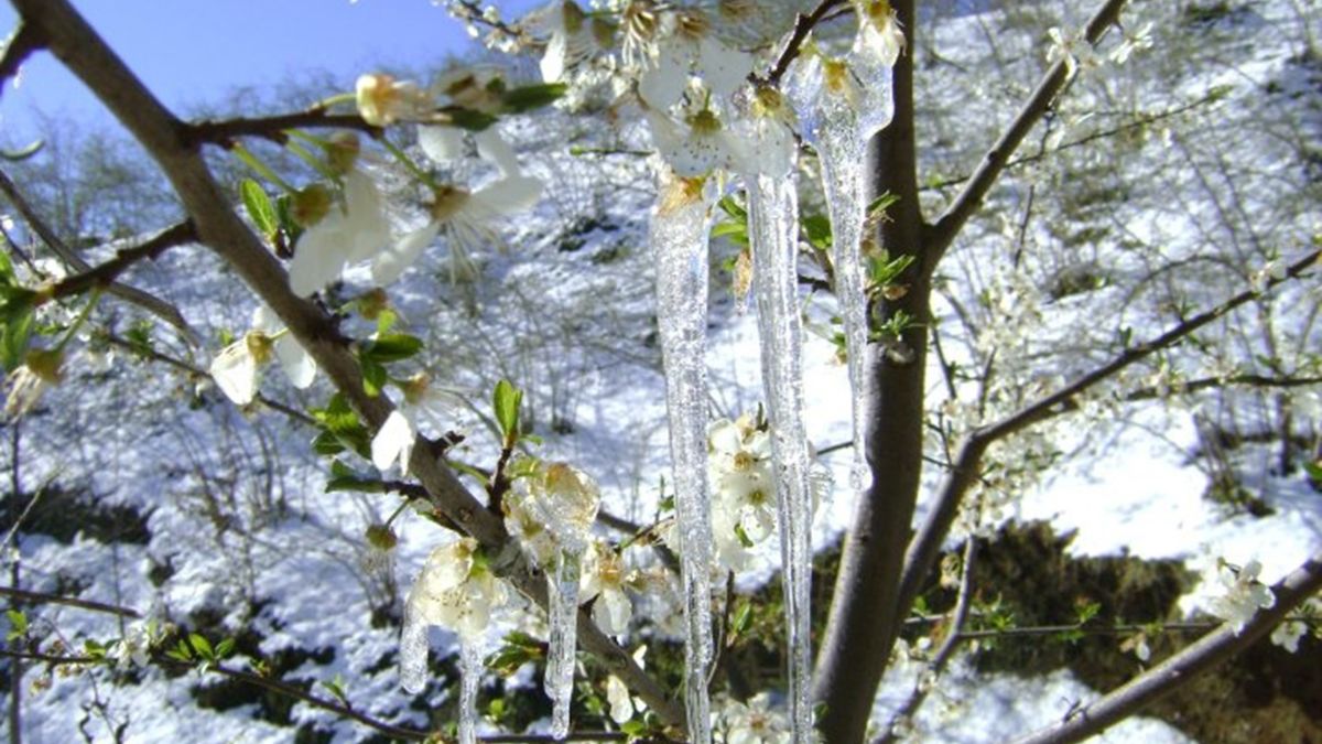 Erzincan'da zirai don tehlikesi