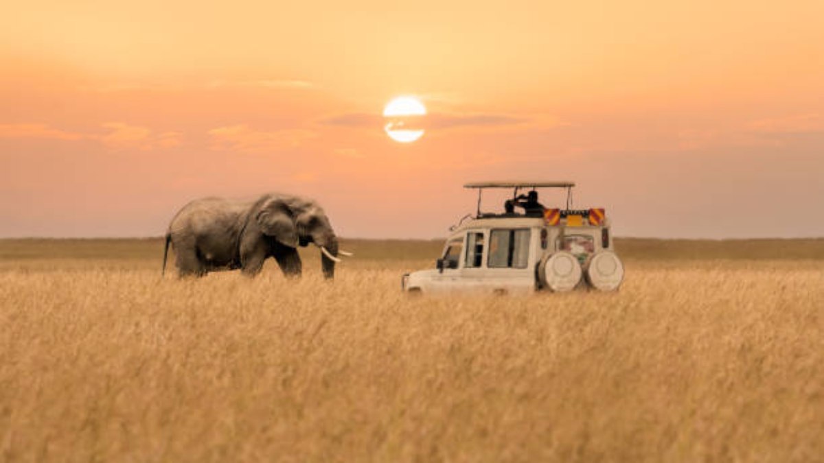 Yeryüzünün kalbine yolculuk: Afrika'nın Son Dansı