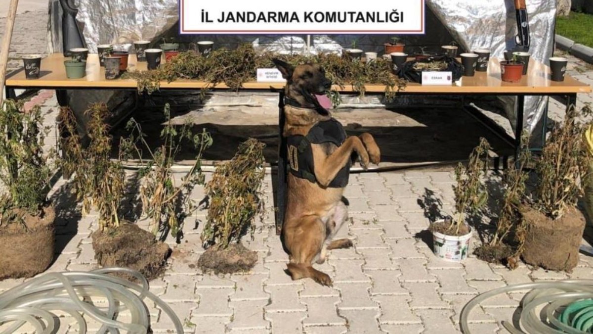 Afyonkarahisar'da orman arazisinde kenevir yetiştiren şahıs yakalandı