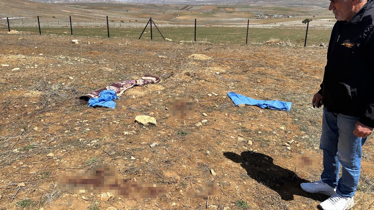Kayseri'de köpeklerin yaşlı adama saldırdığı olayda yeni detaylar
