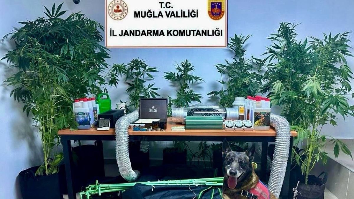Muğla'da evini uyuşturucu bahçesine çeviren öğretmen açığa alındı