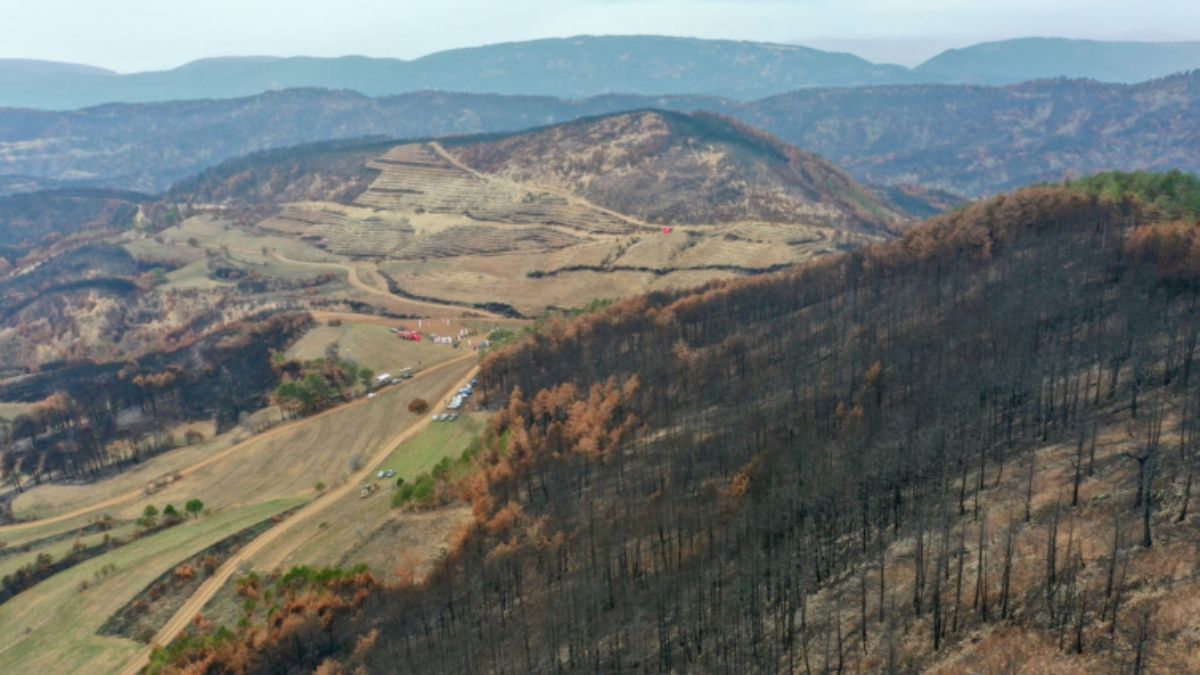 Bolu orman yangınlarında zarar gören 4 bin 159 hektarlık alana fidan dikilecek