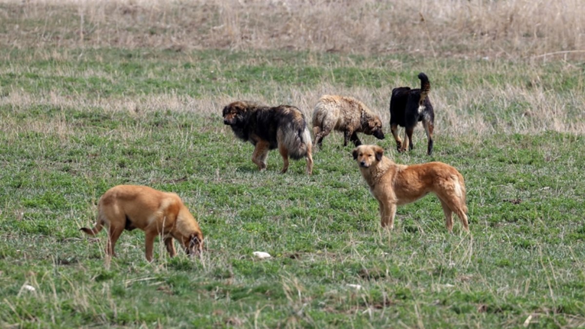 CHP'li Sarıyer Belediyesi'nden başıboş köpekler için 'somonlu mama' ihalesi