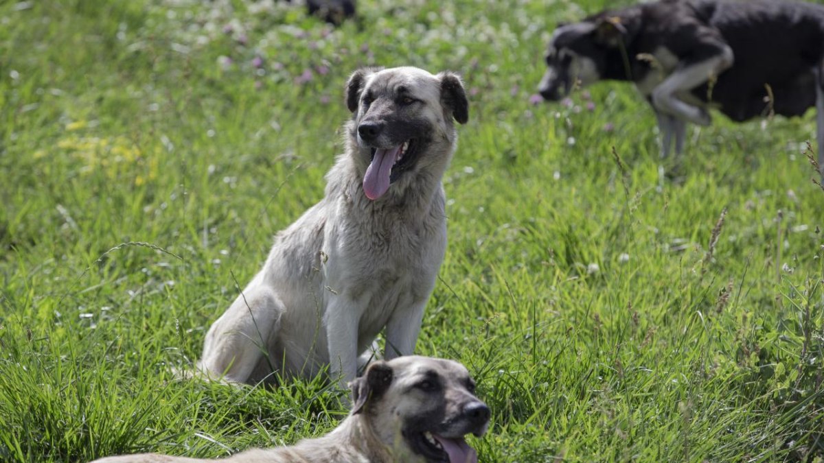 Adıyaman'da başıboş köpek çocuğa saldırdı