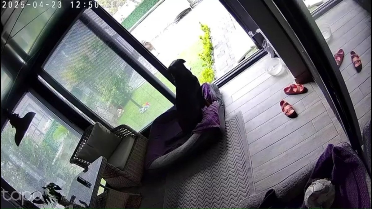 Sakarya'da deprem anında köpeklerin kaçışması kamerada