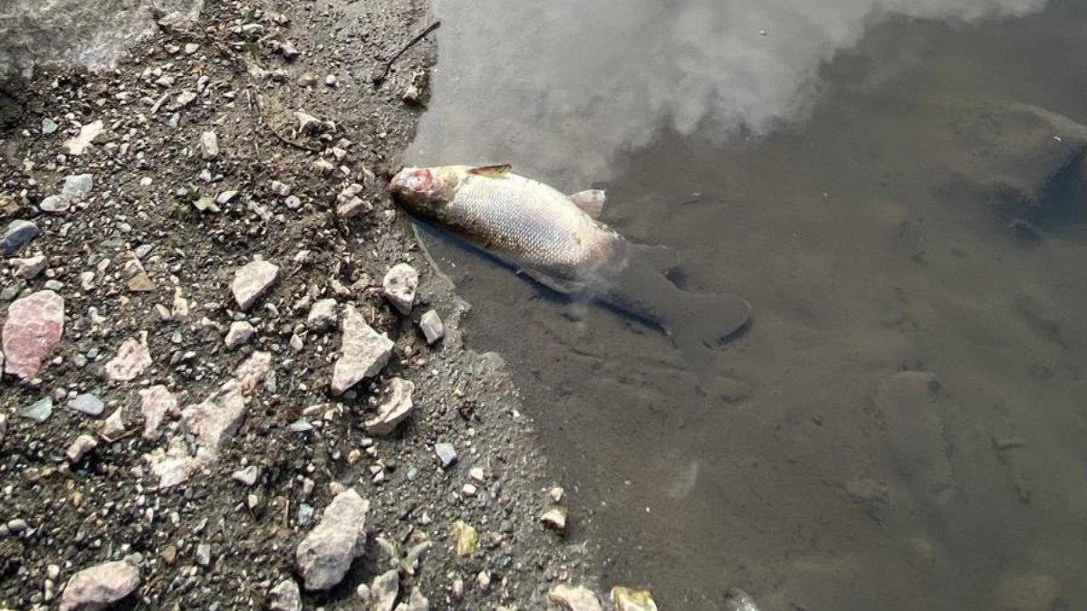 Tokatt'ta Yeşilırmak'ta balık ölümleri