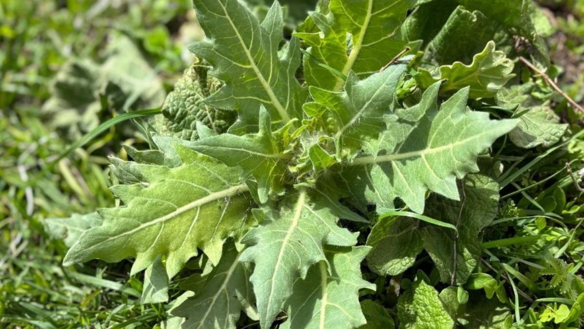 Kars'ta 'güzelavrat' otu yiyen 8 çocuk zehirlendi