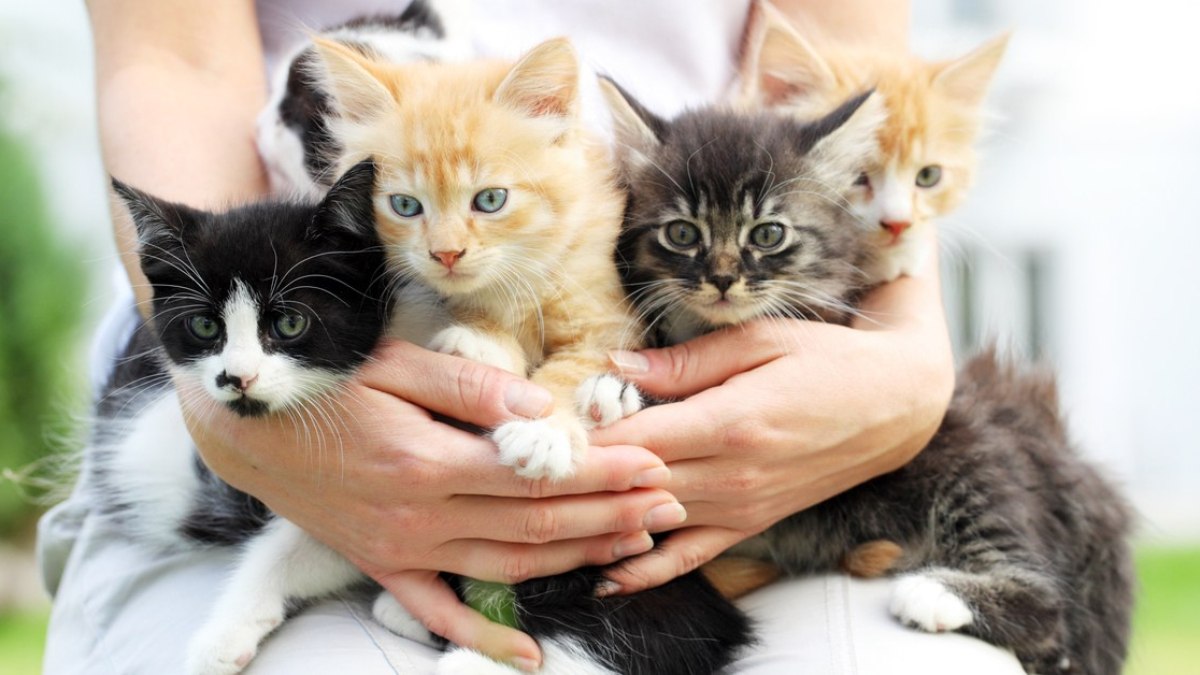 Dünyadaki En Üst Düzey 9 Kedi Cinsi: İşte Fiyatları...