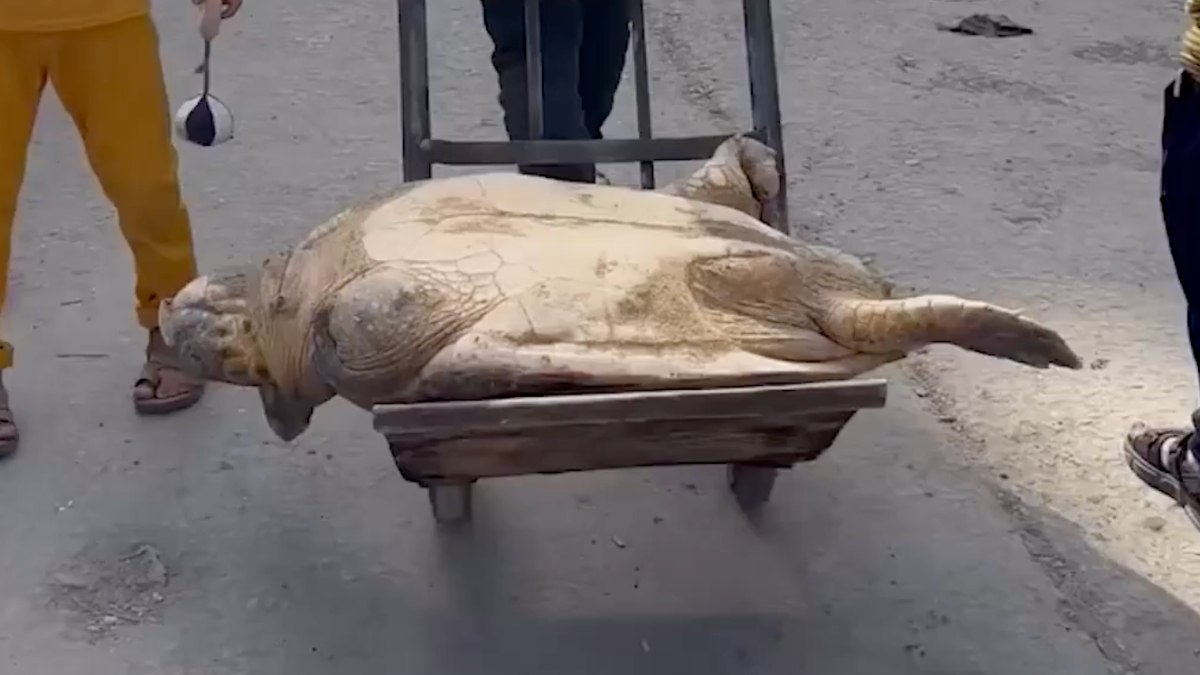 Gazze'de açlıkla savaşan insanlar, deniz kaplumbağası yiyor