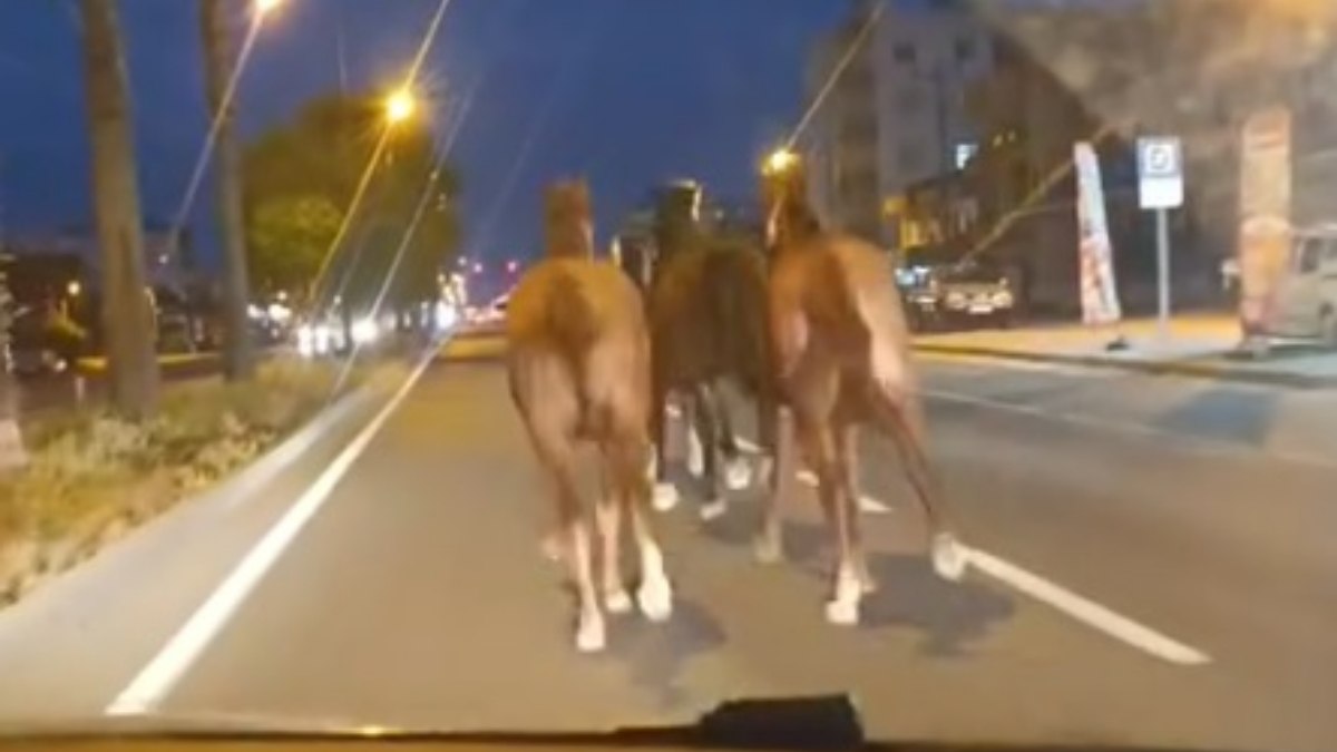 Mersin'de çiftlikten kaçan yarış atları görüntülendi