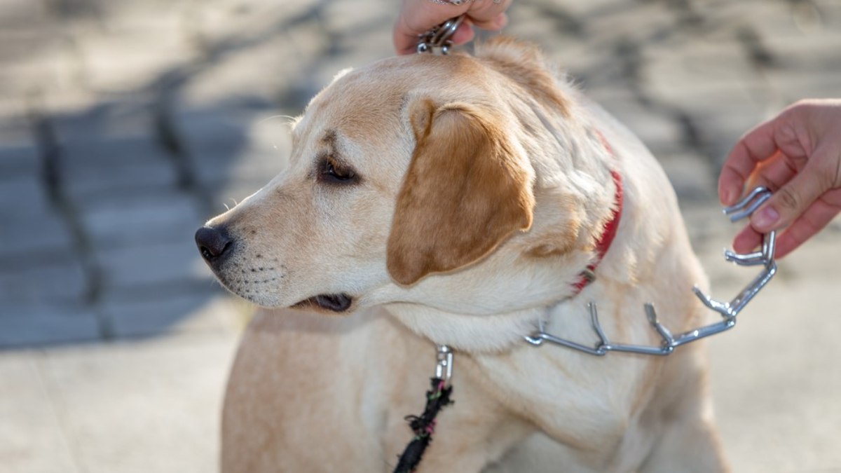 Tasma devri bitti: Köpekler için yeni dönem...