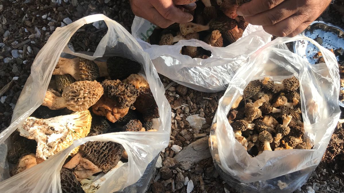 Antalya'da kuzugöbeği mantarı zamanı