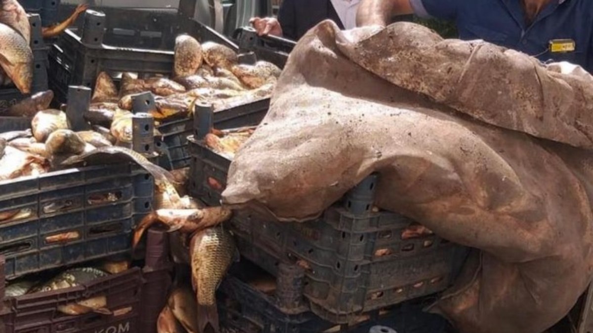 Elazığ’da kaçak avlanan 700 kilo balık ele geçirildi
