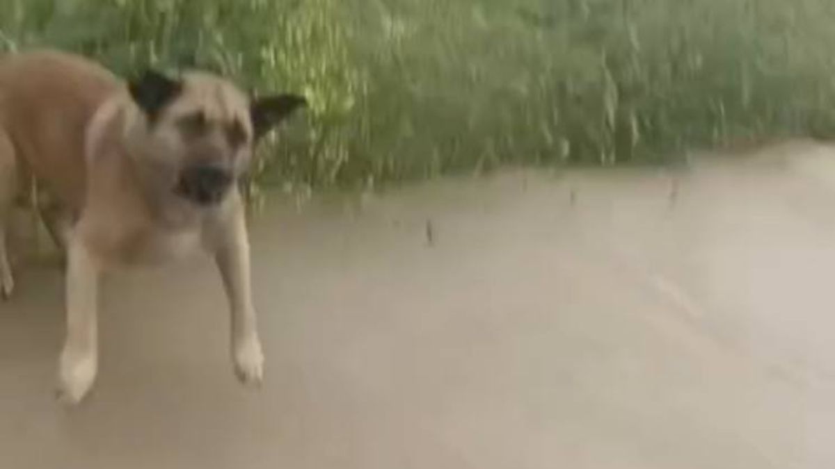 Avcılar’da başıboş köpek dehşeti: Sürücülerin kornasıyla kurtuldu